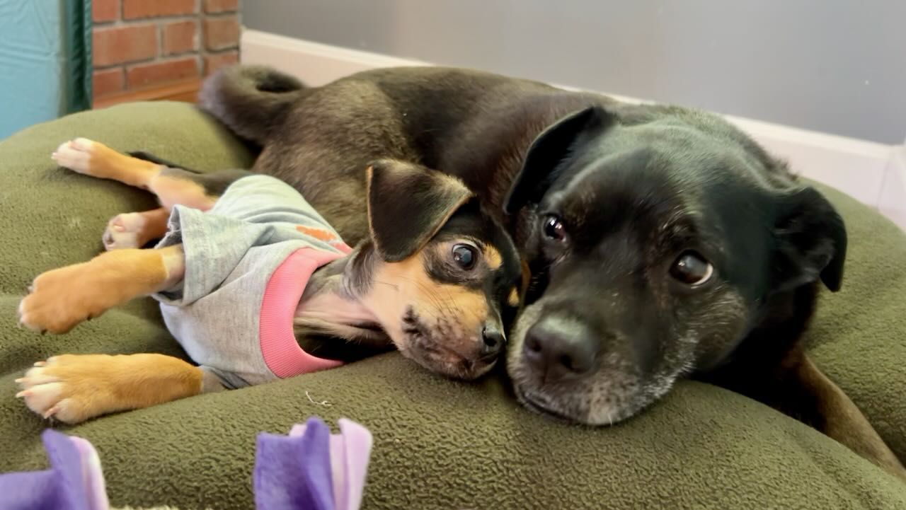 two dogs on a green dog bed. One is a beagle puppy looking at the other one, who is a black puggle mix