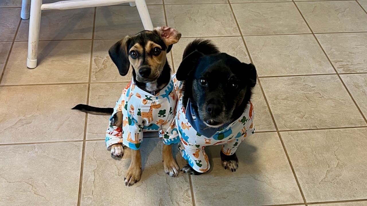 The same two dogs from the earlier photo, but older. They are wearing pajamas with cartoon zoo animals on them. They are standing alert on a tile floor and the beagle has one ear turned back